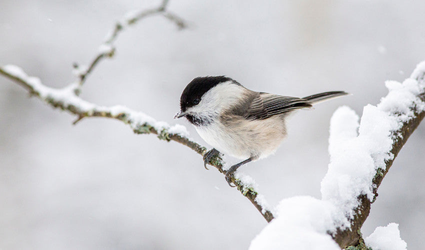 Helping Wildlife Through the Winter: Simple Ways to Support Local Birds and Critters