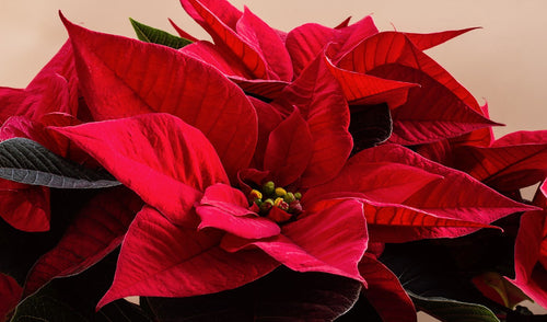 Holiday Plants – The Gifts That Keep On Giving