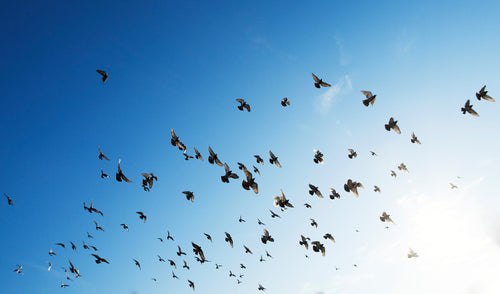 How Birds Migrate