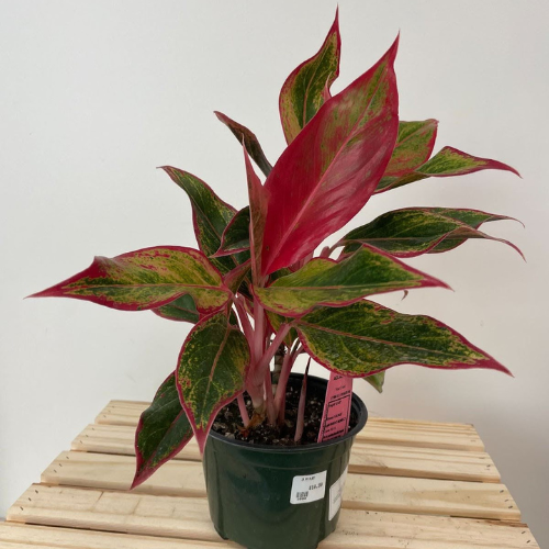 Aglaonema Red Creta - Chinese Evergreen plant