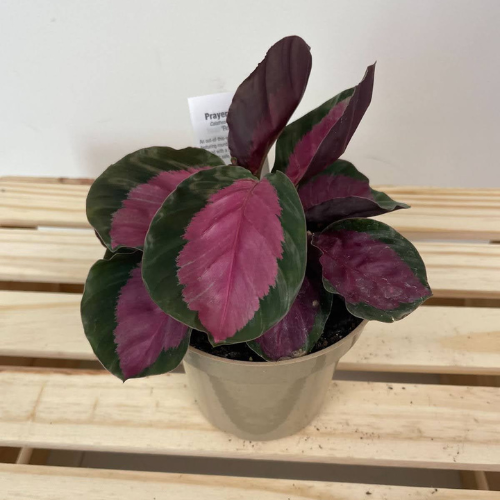 Calathea Roseopicta Rosy - Prayer Plant