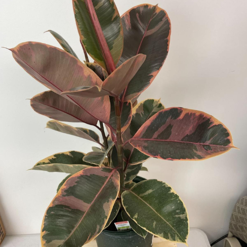 Ficus Elastica Ruby - Rubber Plant