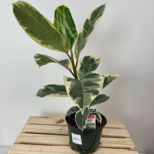 Ficus Elastica Tineke - Rubber Plant