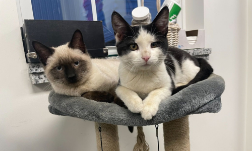 Our store cats, Luna and Otis, cuddling together on top of a cat tower inside the store.