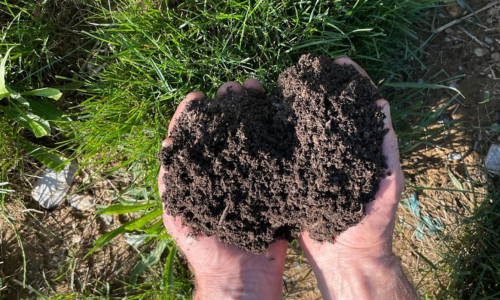 Hands holding topsoil or mulch, with the ground below covered in grass and stones.