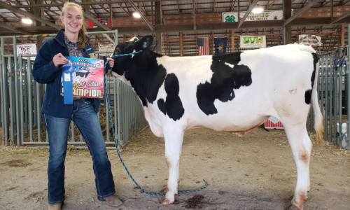 A girl smiling for the camera next to her Holstein at the 2020 Bloomsburg Fair, holding a sign that reads '2020 Bloomsburg Fair Weight Class Champion.