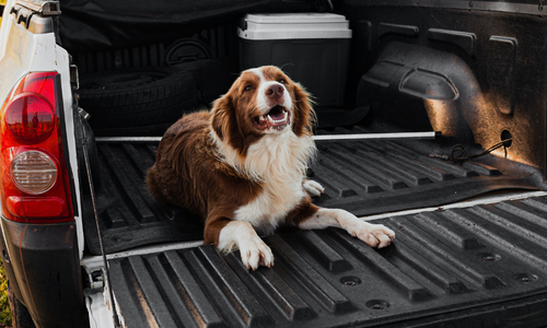 Dog laying in truck bed