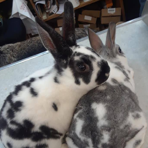 A white bunny with black spots and ears resting its head on a grey and white bunny.