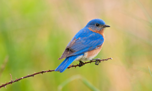 Bright Eastern bluebird perched on a thin, thorny branch with a soft green and beige blurred background.