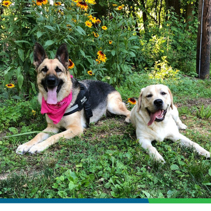 PEt Food & SuppliesOur German Shepherd with a brown and black coat, wearing a red bandana, and our yellow Lab sitting in the grass in front of a bunch of Black-eyed Susans.