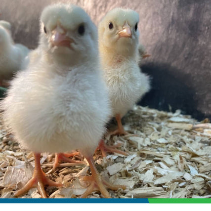 Special OrderingTwo yellow chicks with orange legs and beaks, standing one in front of the other.