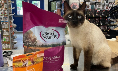 A tan and brown cat sitting next to a bag of NutriSource Cat & Kitten food and a bag of NutriSource Crunchy Cat Treats.