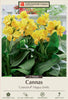 Netherland Bulb Company Canna Lily 'CannaSol® Happy Emily'