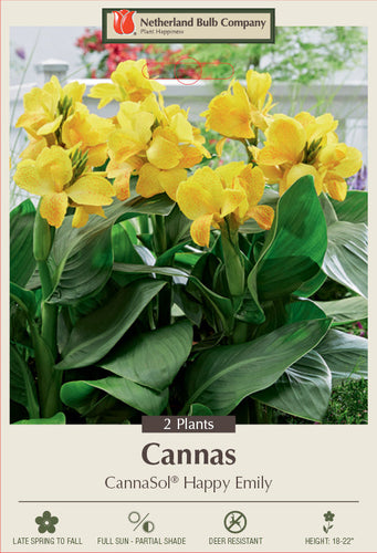 Netherland Bulb Company Canna Lily 'CannaSol® Happy Emily'