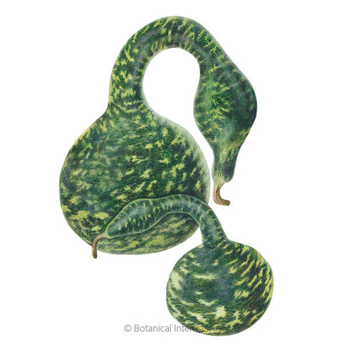 Botanical Interests Speckled Swan Hard-shelled Gourd Seeds