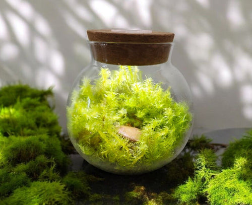 Unique Gardener MossBowl Grow Your Own Beautiful Moss Garden Complete Kit