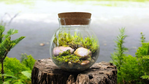 Unique Gardener MossBowl Grow Your Own Beautiful Moss Garden Complete Kit