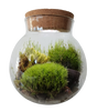 Unique Gardener MossBowl Grow Your Own Beautiful Moss Garden Complete Kit