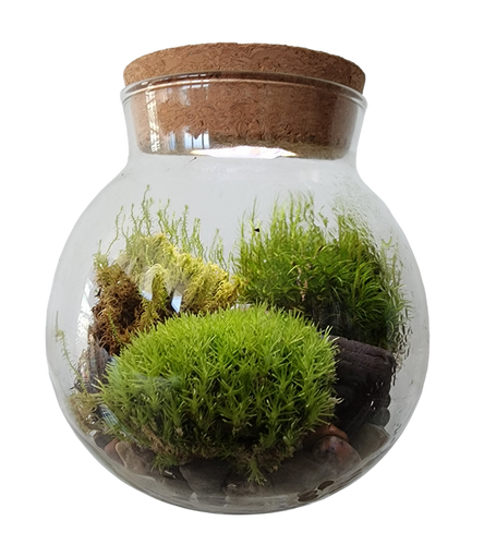 Unique Gardener MossBowl Grow Your Own Beautiful Moss Garden Complete Kit