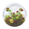 Unique Gardener Flytrap Garden Glass Terrarium Seed Starting Kit