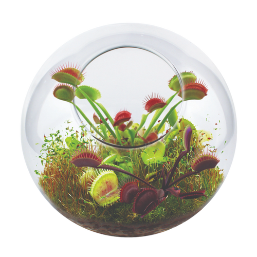 Unique Gardener Flytrap Garden Glass Terrarium Seed Starting Kit