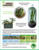 Unique Gardener Flytrap Garden Glass Terrarium Seed Starting Kit