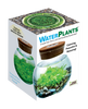 Unique Gardener WaterPlants Grow Lush Aquatic Plants from Seed! Thrives With Minimal Care