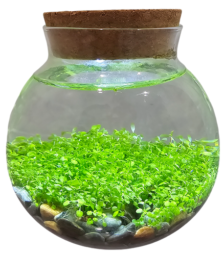 Unique Gardener WaterPlants Grow Lush Aquatic Plants from Seed! Thrives With Minimal Care