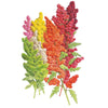 Botanical Interests Brightest Brilliant Rainbow Quinoa Seeds
