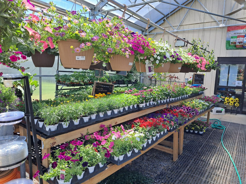 Inside the Mechanicsburg Agway greenhouse with various plants and products on display.