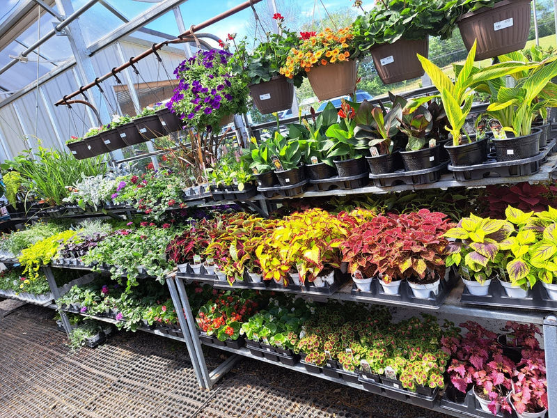 Inside the Mechanicsburg Agway greenhouse with various plants and products on display.