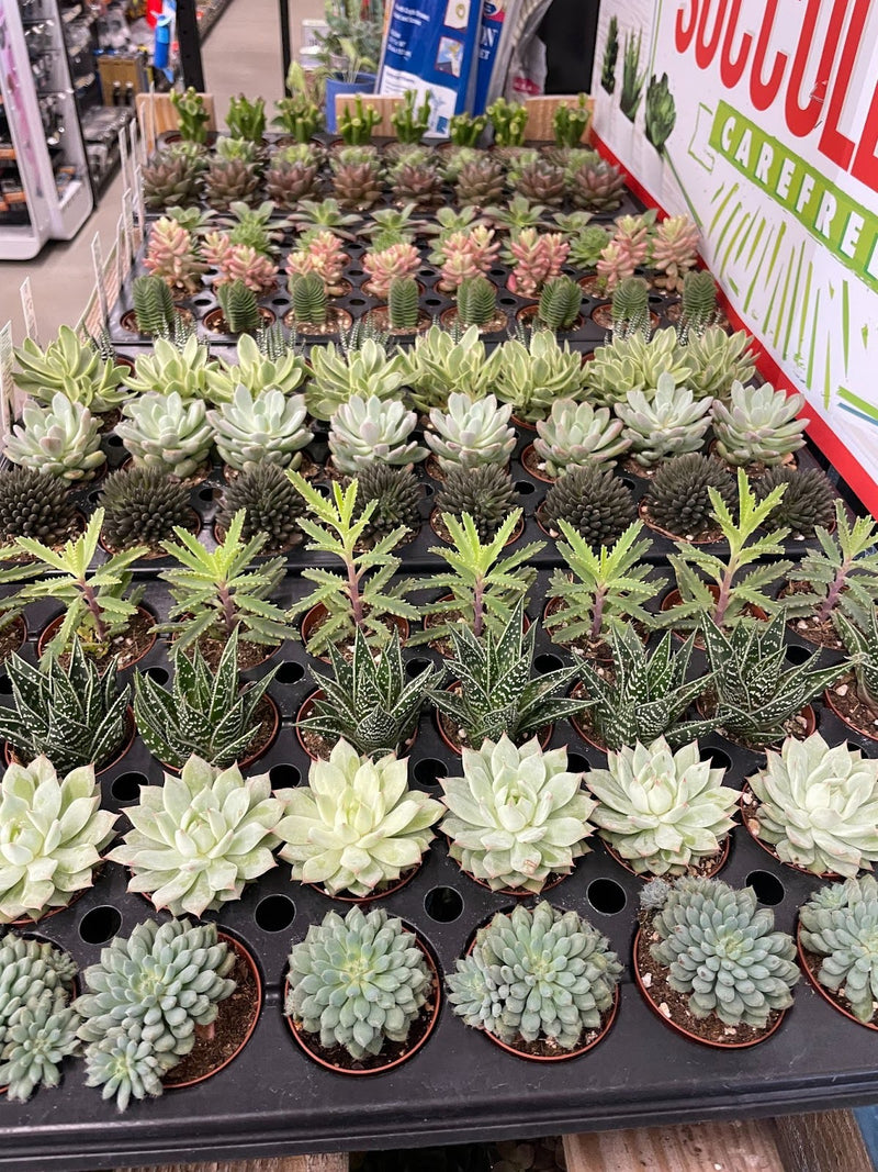 Inside the Mechanicsburg Agway greenhouse with various plants and products on display.