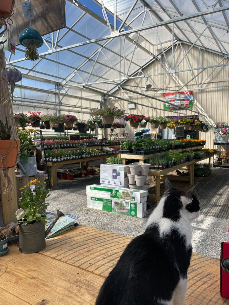 Inside the Mechanicsburg Agway greenhouse with various plants and products on display.