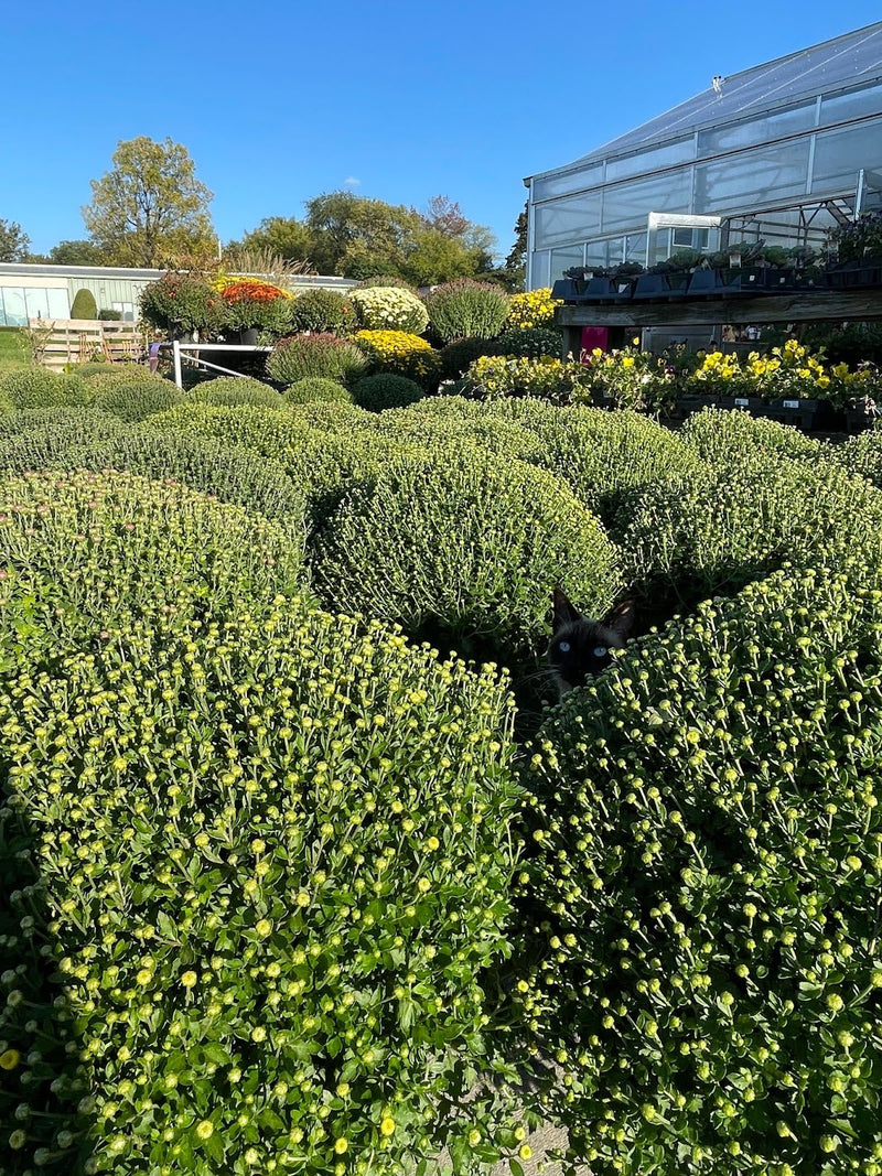 Inside the Mechanicsburg Agway greenhouse with various plants and products on display.