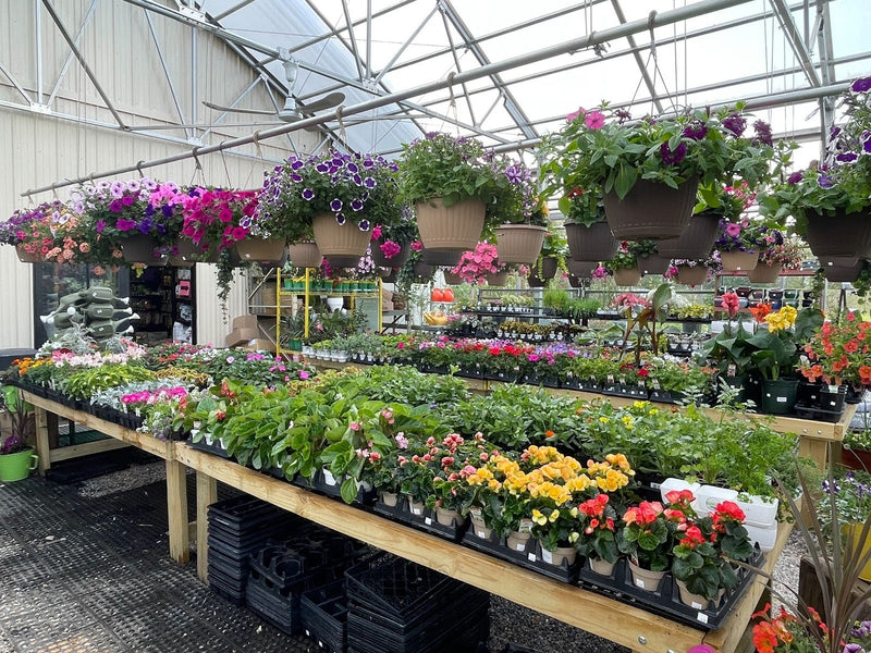 Inside the Mechanicsburg Agway greenhouse with various plants and products on display.