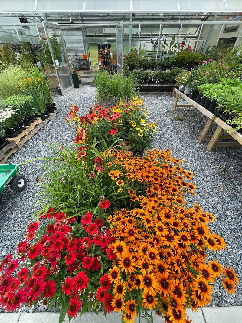 Inside the Mechanicsburg Agway greenhouse with various plants and products on display.