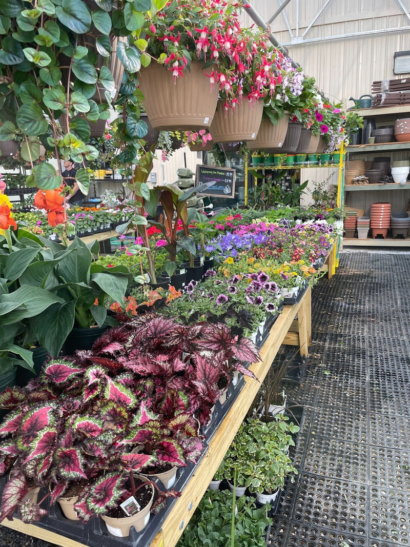 Inside the Mechanicsburg Agway greenhouse with various plants and products on display.