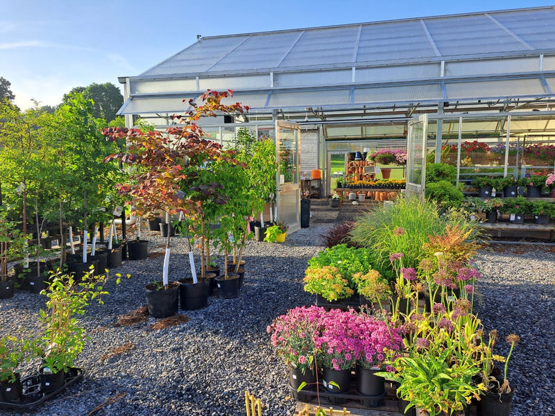 Inside the Mechanicsburg Agway greenhouse with various plants and products on display.