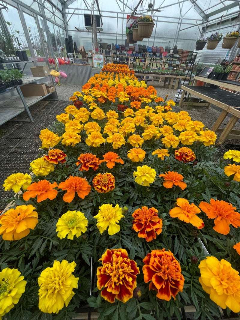 Inside the Mechanicsburg Agway greenhouse with various plants and products on display.