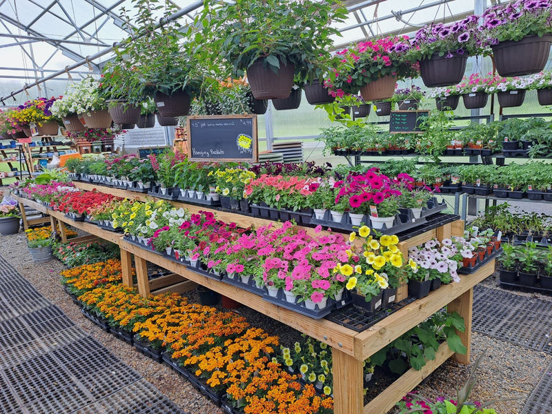 Inside the Mechanicsburg Agway greenhouse with various plants and products on display.